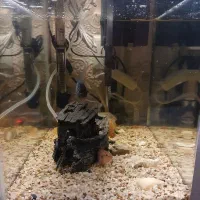 آکواریوم شیشه خم سایز35 د23