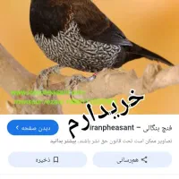 بنگالی نر