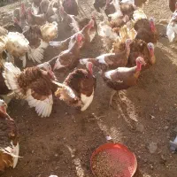 فروش قل (بوقلمون) بوربون