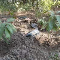 نهال انبه محلی