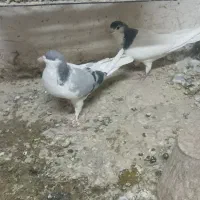 کفتر
