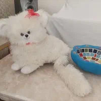 گربه سفید در حد نو فقط ۲۵۰هزار تومن|اسباب‌‌بازی|قزوین, |دیوار