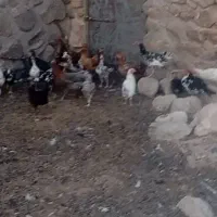 جوجه مرغ خروس گلین اصل