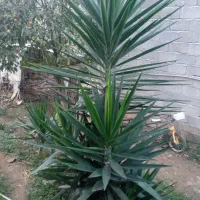 گل یوگا فروشی