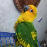 طوطی خورشیدی گرینچیک|پرنده|اصفهان, مارچین|دیوار