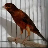 فروش جفت سرخ آماده تخم گذاری