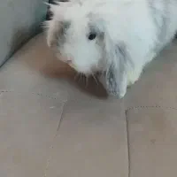 خرگوش لوپ اصیل