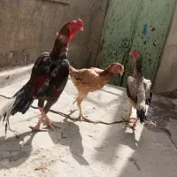 تخم لاری اوشامو