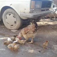 مرغ محلی با جوجه ها|حیوانات مزرعه|آق قلا, |دیوار