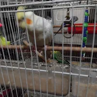 عروس هلندی و مرغ عشق باهم