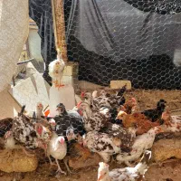 جوجه،مرغ|حیوانات مزرعه|خمینیشهر, |دیوار