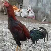 فروش خروس لاری ۸ ماه