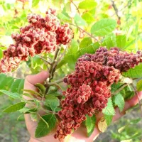 سماق قرمز اصل صددرصد طبیعی