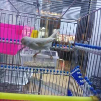 قناری ماده آماده|پرنده|بهبهان, |دیوار