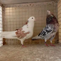 هما و سرور پرش سنگین تهران