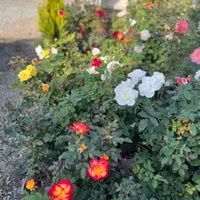گل رز هلندی ۲ساله دایم گل فقط