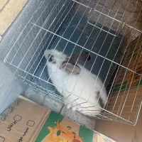 خرگوش|موش و خرگوش|کرمان, |دیوار
