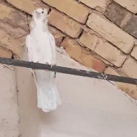 زینتی|پرنده|کاشان, دشت لتحر|دیوار