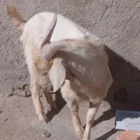 بزسانن|حیوانات مزرعه|پشتکوه (سیستان و بلوچستان), |دیوار