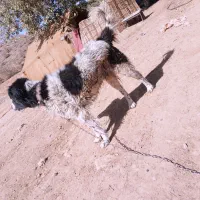 سگ قدریجونی