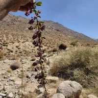 زرشک کوهی