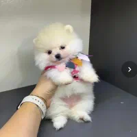 انوا.ع نژاد سگ های خانگی|سگ|شیراز, دانشکده دامپزشکی شیراز|دیوار