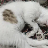 واگذاری گربه