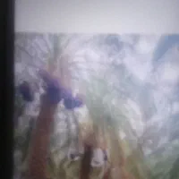 سلام یک نفرهستم برای خوشه بری درخدمتم