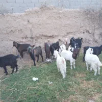 بزغاله ماده|حیوانات مزرعه|رضویه, |دیوار