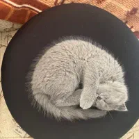 اسکاتیش بریتیش فولد