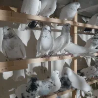 ۹۰طوق کفتر پرشی گلچین|پرنده|اسلام‌شهر, شاطره|دیوار