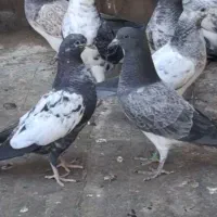 جوجه بلند پرواز