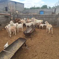 بزدورگ پاکستانی ودورگ سانن