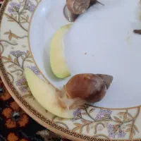 حلزون آلبینو
