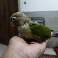 جوجه کرینچگ|پرنده|شاهرود, |دیوار