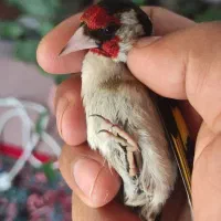سهره