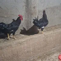 خروس سیاه
