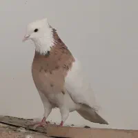 کبوتر طوقی.