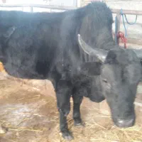 ورزا گاو نر ییلاقی|حیوانات مزرعه|خمام, |دیوار