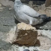 کبوتر المانی|پرنده|ایرانشهر, |دیوار