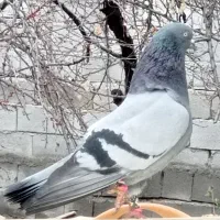 کبوتر سبز تهرانی