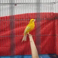 2 قناری نر سالم و سرحال