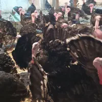 بوقلمون بزرگه گوشتی و جوجه