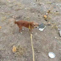 سگ فروشی پابرین