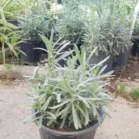 گیاه اسطوخدوس (لاوان)|گل و گیاه طبیعی|تهران, عباس‌آباد|دیوار