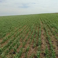 خریدار گندم و جو