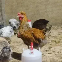 خروس زیبا و بزرگ کاکلی|حیوانات مزرعه|رزن, |دیوار