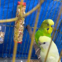 مرغ عشق و عروس هلندی