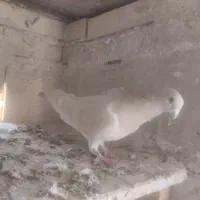 سه عدد کبوتر جوان|پرنده|سنندج, |دیوار