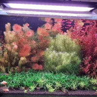 گیاه پلنت خانگی با بهترین کیفیت|ماهی|اصفهان, پروین|دیوار